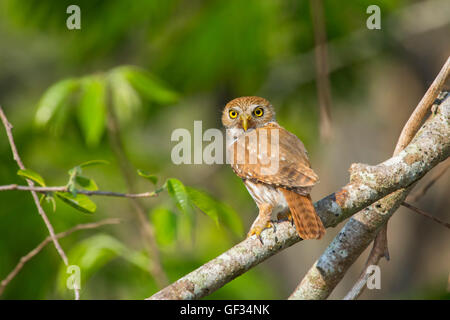 Ferruginous Pygmy-Owl Glaucidium brasilianum El Tuito, Jalisco, Mexico 13 June      Adult       Strigidae Stock Photo