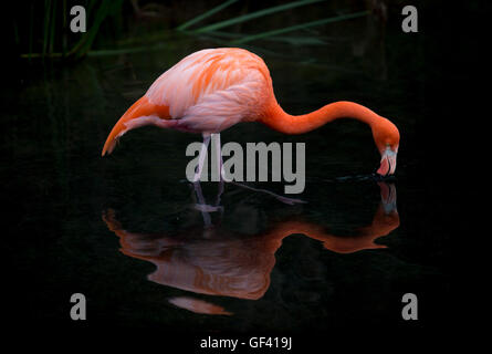 Escobar, Argentina. 27th July, 2016. An American flamingo drinks water at the Temaiken Biopark, in Escobar city, 50 km from Buenos Aires, capital of Argentina, on July 27, 2016. © Martin Zabala/Xinhua/Alamy Live News Stock Photo