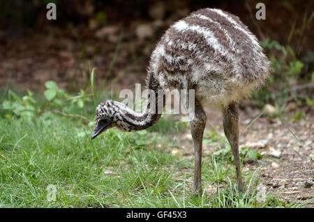 Young emu (Dromaius novaehollandiae) on grass Stock Photo