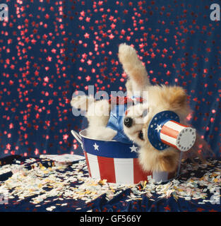 Little dog dressed like Uncle Sam in red, white and blue is running for office. He is sitting in a stars and stripes bucket Stock Photo