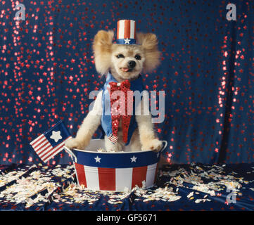 Little dog dressed like Uncle Sam in red, white and blue is running for office. He is standing in a stars and stripes bucket Stock Photo