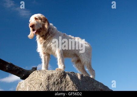 Italian Spinone dog stands on a large stone, seen in a frog' view Stock Photo