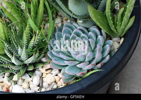 Close up of Varieties of cactus and succulents in a pot,  Haworthia, Echeveria, aloevera Stock Photo