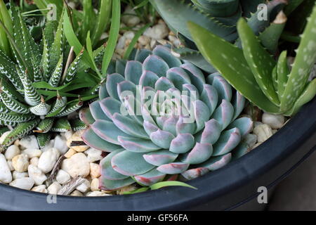 Close up of Varieties of cactus and succulents in a pot,  Haworthia, Echeveria, aloevera Stock Photo