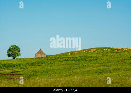 Aubrac, farm near lake of months, Aveyron, France, Europe Stock Photo