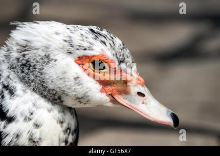Budva, Montenegro - Portrait of a Muscovy Duck (Cairina moschata) Stock Photo