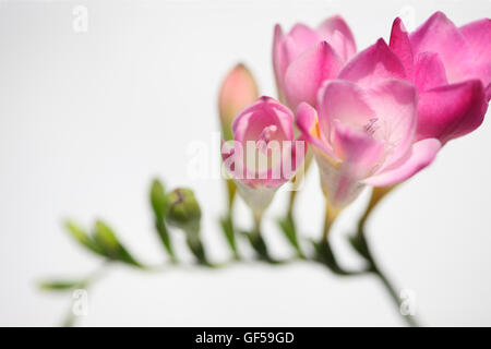 Friedrich freese hi-res stock photography and images - Alamy