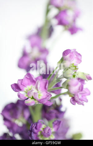 purple delphinium flower still life - language of flowers big-hearted and fun Jane Ann Butler Photography JABP1486 Stock Photo