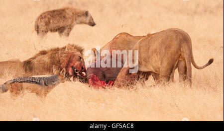 Lion pride feeding on wildebeest in the Ngorongoro Crater, Africa Stock Photo