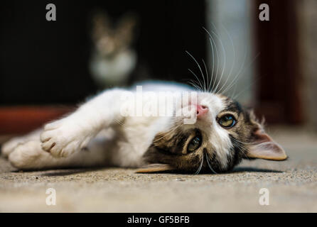 Silly kitten Stock Photo