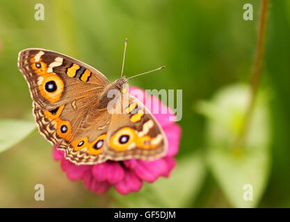 Live insect Australian butterfly Meadow argus Junonia villida brown nymphalidae Stock Photo