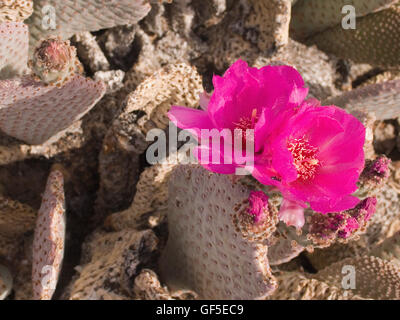 The Englemann’s hedgehog, or  Echinocereus engelmannii. Commonly known as the Santa’s cactus or the strawberry cactus. Stock Photo