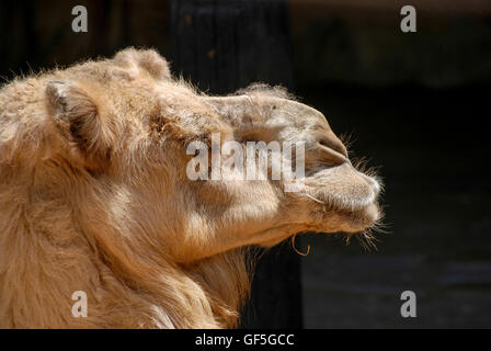 Close up of a head of a camel on black background. Looking right Stock Photo