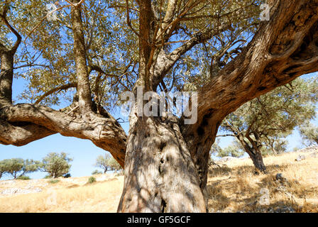 Israel, Southern Coastal Plains, Lachish Region, An old Olive tree Stock Photo