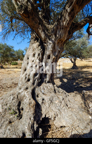 Israel, Southern Coastal Plains, Lachish Region, An old Olive tree Stock Photo