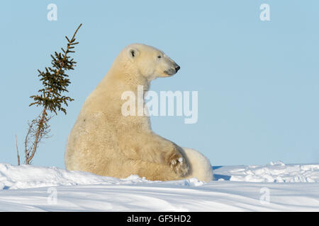 Polar bear mother (Ursus maritimus) nursing and feeding two cubs, Wapusk National Park, Manitoba, Canada Stock Photo