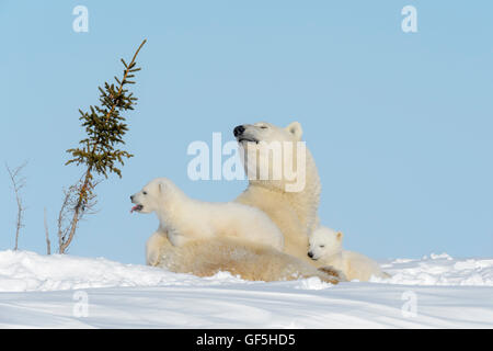 Polar bear mother (Ursus maritimus) lying down on tundra with two cubs, Wapusk National Park, Manitoba, Canada Stock Photo