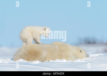 Polar bear mother (Ursus maritimus) lying down with cub standing on back, Wapusk National Park, Manitoba, Canada Stock Photo