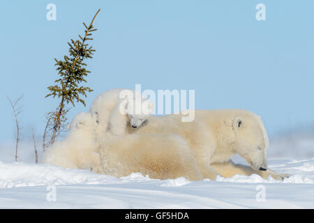 Polar bear mother (Ursus maritimus) playing with two cubs, Wapusk National Park, Manitoba, Canada Stock Photo
