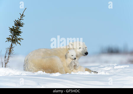Polar bear mother (Ursus maritimus) lying down on tundra with cub, Wapusk National Park, Manitoba, Canada Stock Photo