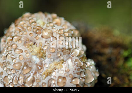 Close up of wet drops on the top of shelf fungus Stock Photo