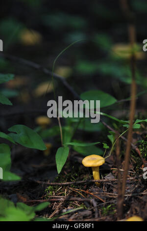 Close up of fresh chanterelle mushrooms in forest Stock Photo