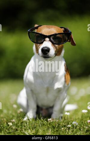 Jack Russell Terrier Dog With Glasses And Tie Plays Poker. Addiction To 