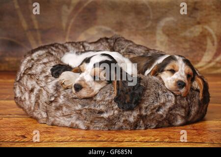 2 sleeping English Cocker Spaniel Puppies Stock Photo