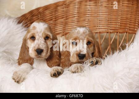 2 English Cocker Spaniel Puppies Stock Photo