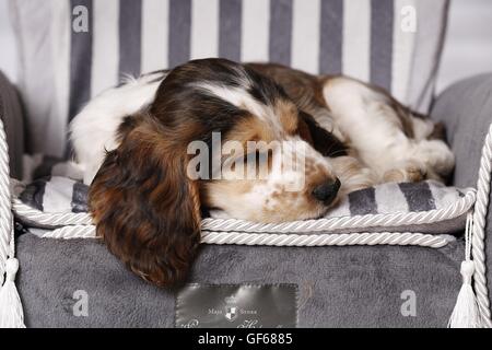 sleeping English Cocker Spaniel Puppy Stock Photo
