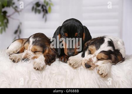 sleeping Puppies Stock Photo