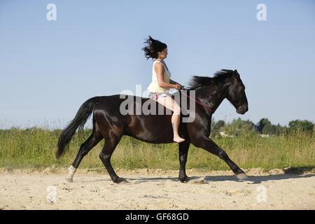 woman rides Heavy Warmblood Stock Photo