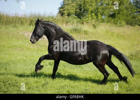 galloping Frisian Horse Stock Photo