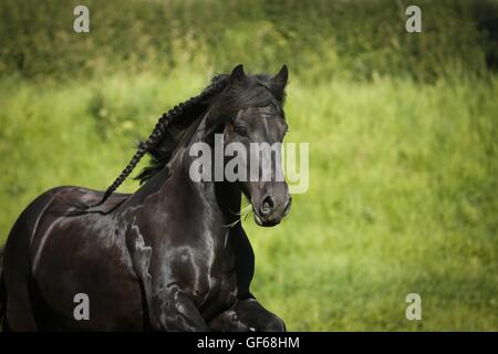 Frisian Horse Portrait Stock Photo