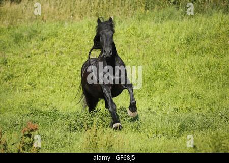 galloping Frisian Horse Stock Photo