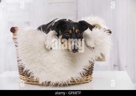 lying Jack Russell Terrier Stock Photo