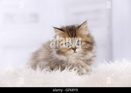 Persian Kitten Stock Photo