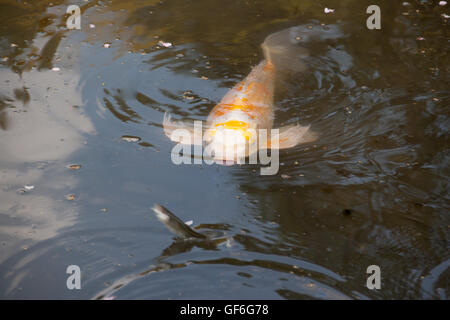 Japanese white and orange carp in the pond Stock Photo