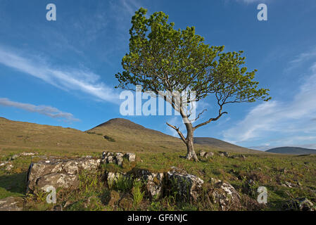 A lonely oak tree surviving on a hillside on the Isle of Mull, Argyll and Bute District, Scotland UK.  SCO,10,959. Stock Photo