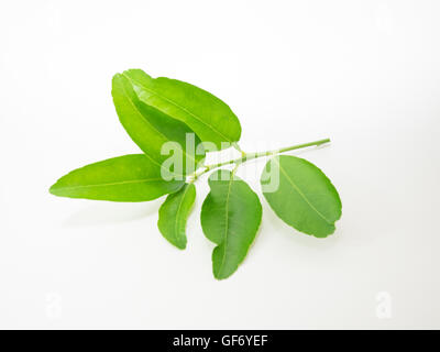 leaf gourami leaflet foliagel herb Medicinal plants food  seasoning ingredient  flavouring spice  lemon  lime Citrus Stock Photo
