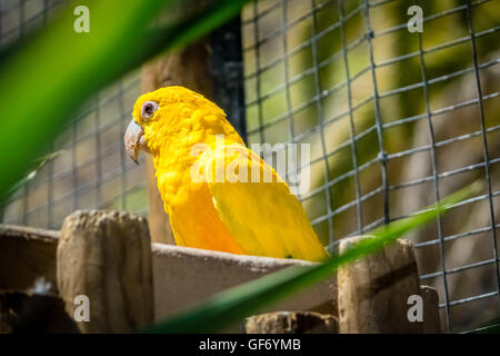 Yellow parrot sitting in cage in a zoo in the zoo Stock Photo