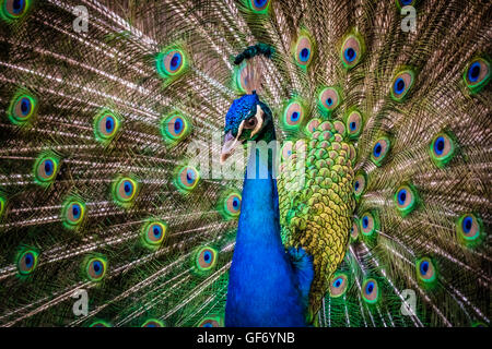 Beautiful peacock presenting his colourful tail wide open