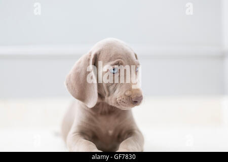Weimaraner breed puppies Stock Photo