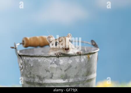 mongolian gerbil Stock Photo
