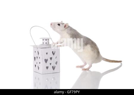 fancy rat at white background Stock Photo