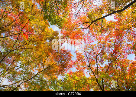 Colorful autunm treetops. Stock Photo