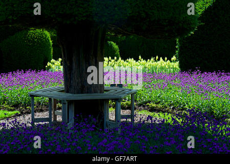 The topiary gardens at Levens Hall, South Lakeland, Cumbria, England UK