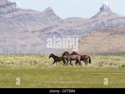 Trio of wild horses run in front of hills in Utah at Onaqui Mountains Herd Management Area in Tooele County. Stock Photo