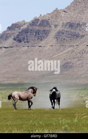 Two wild horses in Utah at Onaqui Mountains Herd Management Area in Tooele County along Pony Express Road. Stock Photo