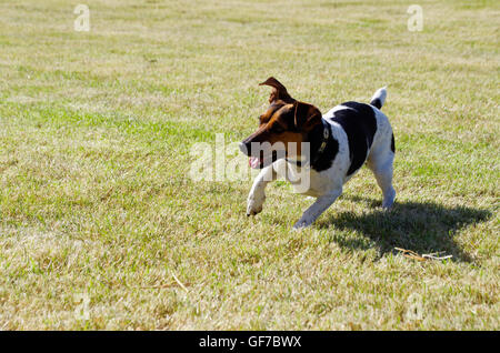 Anxious Jack Russell terrier playing and ready to jump Stock Photo
